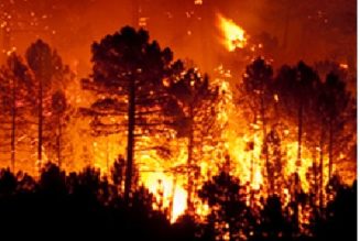 Paroles de Forestier