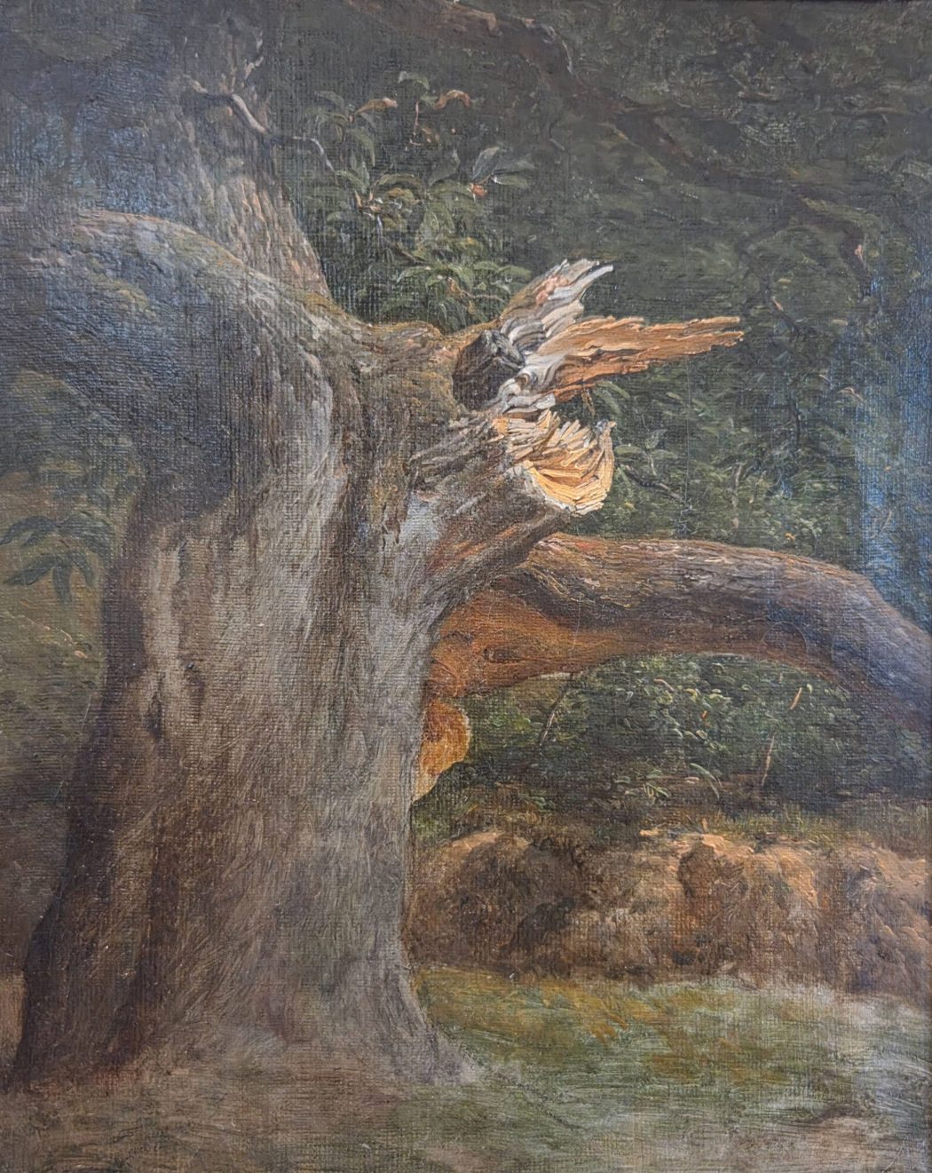 L’Arbre foudroyé – Une méditation sur la présence, la blessure et la fidélité silencieuse