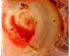 Miracle eucharistique au Guatemala ?