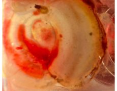 Miracle eucharistique au Guatemala ?